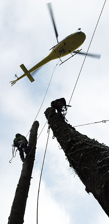 Helikopterfällung - Leistungen 3