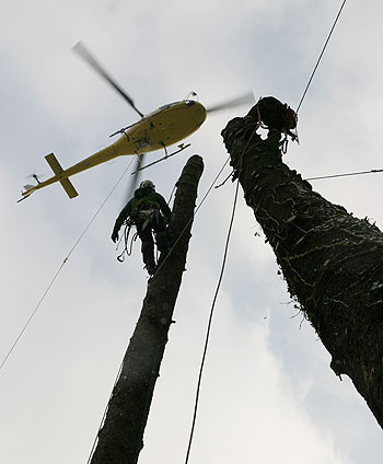 Helikopterfällung - Projekt: Helikopterfällung in Hirschhorn am Neckar 2